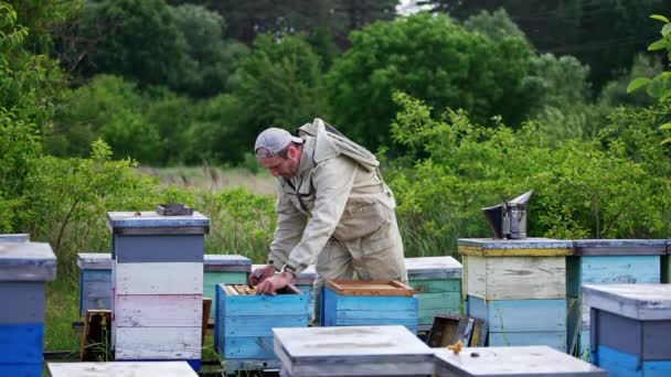 Venkovská Včelí Farma Dřevěnými Úly Nacházejícími Přírodě Dospělý Běloch Pracující — Stock video