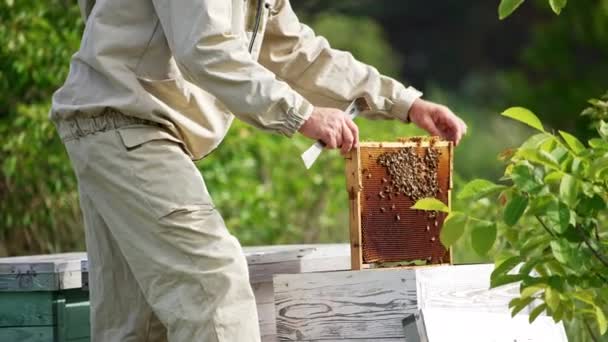 Umístěním Medového Rámu Tmavým Voskem Dřevěného Úlu Neznámý Včelař Pracující — Stock video
