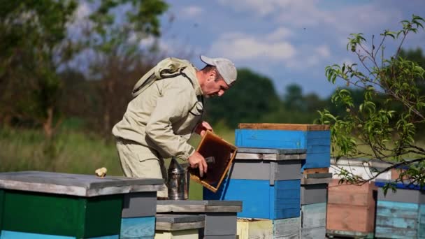 Работает Сельской Пасеке Взрослый Пчеловод Проверяет Медовые Рамки Вокруг Летают — стоковое видео