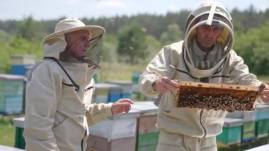 Arı yetiştiricileri arı kovanında çalışıyor. Koruyucu kıyafetli adamlar arılarla kaplı bal çerçevesini kontrol ediyorlar. Etrafta sürüyle arı var. Bulanık arkaplan.