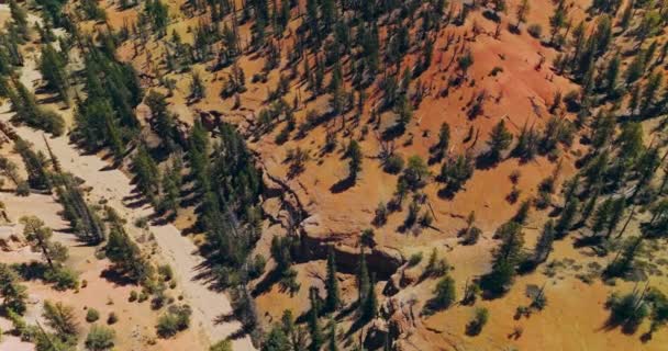 多棵松树丛生的山区的岩石干枯的地貌 拱门峡谷公园阳光灿烂的景色上的无人机镜头 — 图库视频影像