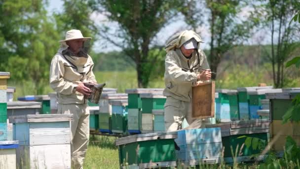 Two Beekeepers Working Rural Apiary Men Opening Hives Using Metal — Stock Video