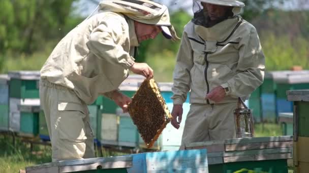 Men Protective Clothes Hats Dealing Bees Bee Farm Specialists Looking — Stock Video