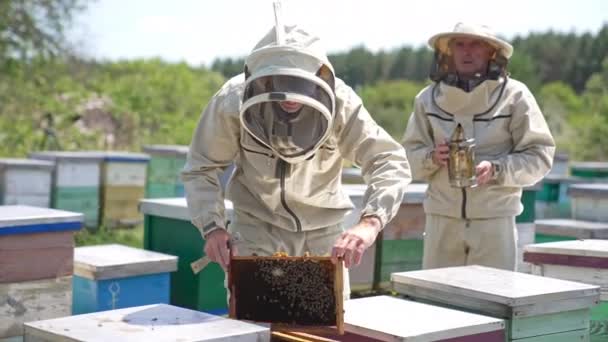 Занятые Пасечники Работают Пчеловодческой Ферме Солнечный День Пчеловод Озабоченностью Смотрит — стоковое видео