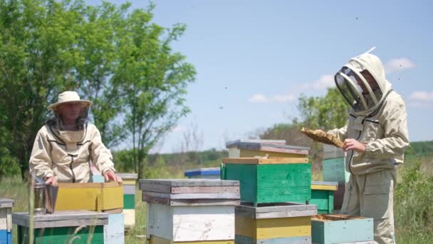 Два Пчеловода Работают Пасеке Мужчины Общаются Время Сотрудничества Пчеловодческой Ферме — стоковое видео