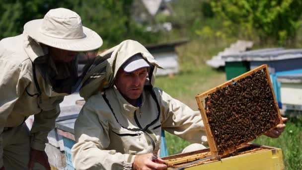 Male Apiarist Gathering Propolis Frame Two Men Apiary Beekeeper Checks — Stock Video