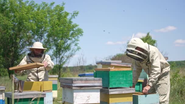 Маленькая Пасека Сельской Местности Двумя Рабочими Два Пчеловода Проверяют Рамы — стоковое видео