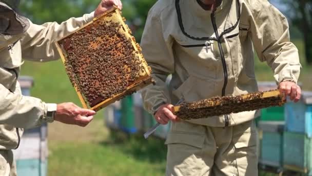 Двое Пчеловодов Держат Медовые Рамы Закрытыми Клетками Большим Количеством Пчел — стоковое видео