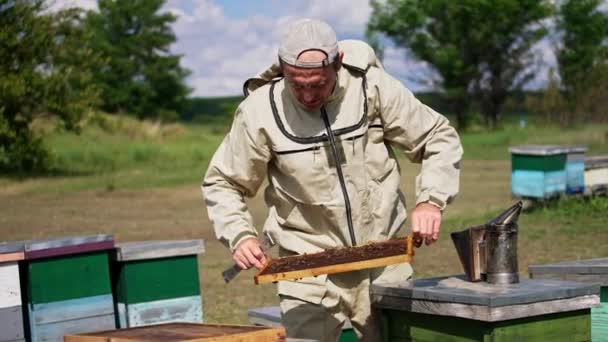 Μελισσοκομία Την Ηλιόλουστη Μέρα Έμπειρος Μελισσοκόμος Τραβάει Πλαίσιο Και Ελέγχει — Αρχείο Βίντεο