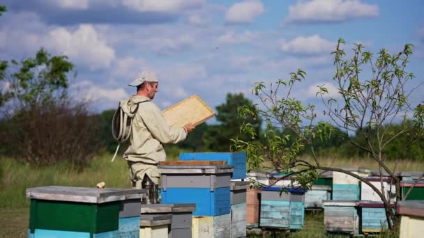 Elfoglalt Méhész Aki Méhfarmon Dolgozik Méhész Ellenőrzi Méhészetét Napsütéses Nyári — Stock videók