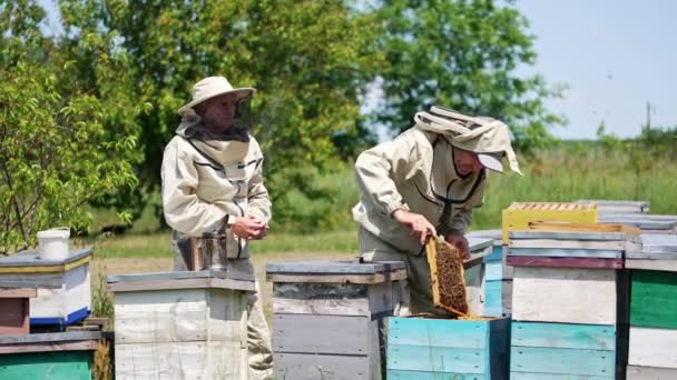農村のミツバチ農場で蜂蜜の収穫をチェックする経験豊富な男性大人の養蜂家 2人のアペルシストが晴れた日にサファリで働いています 自然の背景 — ストック動画