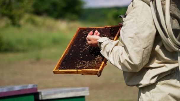ダークハニーフレームを保持する保護スーツの認識されていない養蜂家 ハチを手に取り ゆっくりとクロールします 晴れた日のバックドロップ — ストック動画