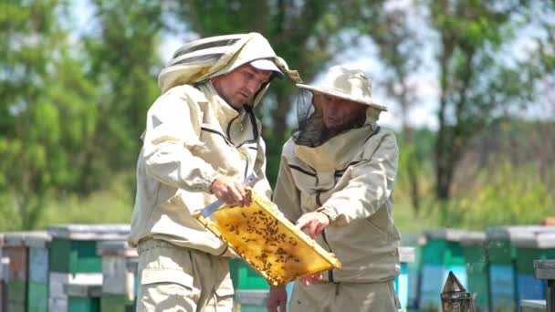 Два Пасечника Смотрят Медовую Раму Несколькими Пчелами Пожилой Человек Указывает — стоковое видео