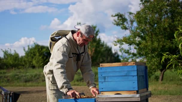 Μελισσοκόμος Εξάγει Ένα Σκελετό Μελιού Από Μια Ξύλινη Κυψέλη Μελισσών — Αρχείο Βίντεο