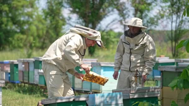 男性のアペルニストは ハイブからフレームを引っ張ります 養蜂家はそれを議論する枠組みを詳しく見ていきます バックドロップでぼやけた緑の自然 — ストック動画