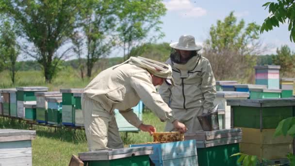 Чоловіки Апікультуристи Працюють Маленькій Сільській Бджільницькій Фермі Чоловіки Перевіряють Рамки — стокове відео