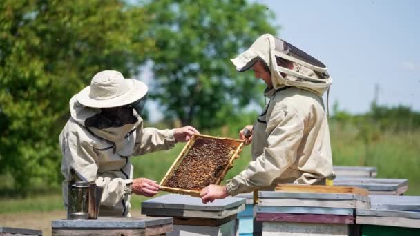 两个算命师拿着一个蜂蜜架 看着它 讨论它 指着它 夏季在养蜂场检查蜂蜜收获情况 — 图库视频影像