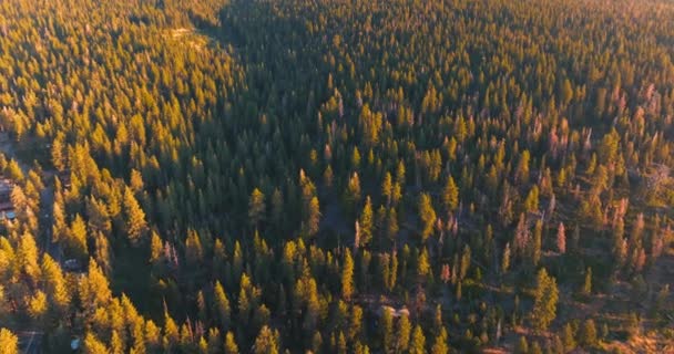 Fliegen Über Den Kiefernwald Den Strahlen Der Strahlenden Sonne Schöne — Stockvideo
