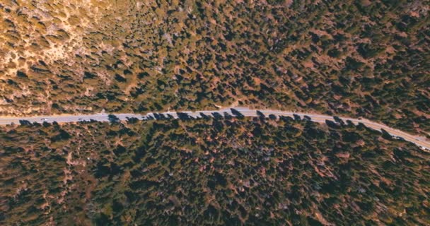 高速公路上的野生松树林在阳光明媚的白天 从高处俯瞰美丽的野生动物全景 — 图库视频影像