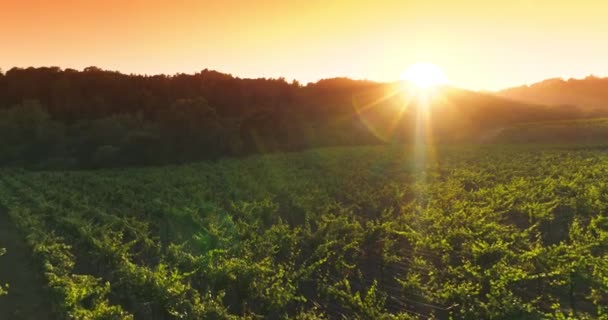 Arbustes Verts Vigne Dans Les Rayons Soleil Coucher Soleil Vallée — Video