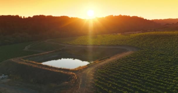カリフォルニア州ナパのブドウ畑にある小さな人工池 太陽の沈む背景にある自然の美しい田園風景 トップビュー — ストック動画