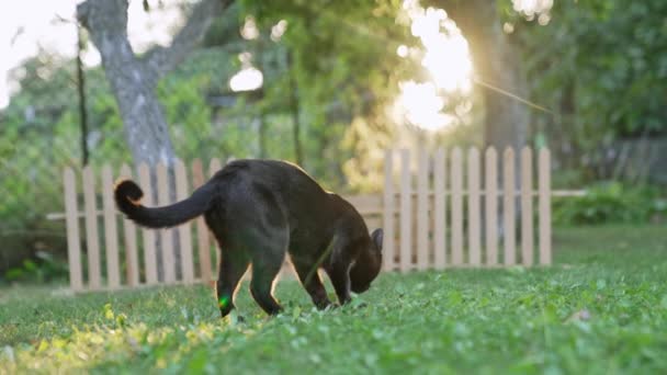 Beautiful Black Domestic Cat Garden Daytime Lovely Pet Smelling Grass — Stock Video