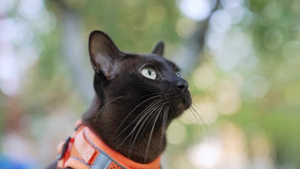 Спокійна Жовтоока Кішка Довгими Вусами Красива Чорна Домашня Кішка Помаранчевому — стокове відео