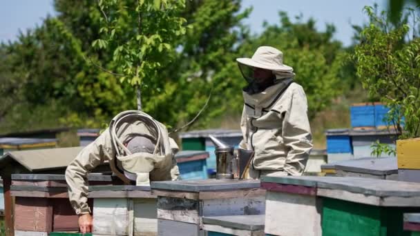Beekeepers Protective Outfit Work Apiary Sunny Summer Day One Men — Stock Video