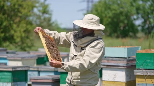 戴着保护帽的老养蜂人 穿着带着蜜蜂的衣服 把身体转向太阳 在模糊的背景下的木蜂窝和树木 — 图库视频影像