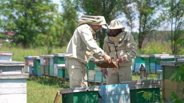 忙碌的养蜂人在收获季节检查蚜虫 男人们仔细检查蜂蜜架 模糊的自然背景 — 图库视频影像