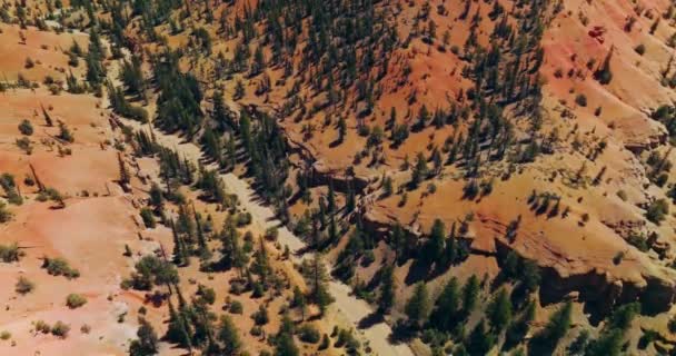 Seltene Kiefern Wachsen Der Felsigen Landschaft Drohnenaufnahmen Über Dem Arches — Stockvideo
