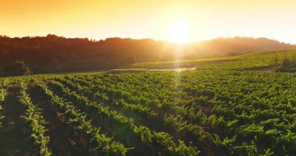 Green Vines Growing Rows Vineyards Beautiful Napa California Usa Well — Stock Video