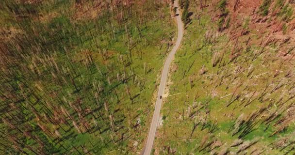 Estrada Através Paisagem Rochosa Coberta Com Troncos Nus Pinheiros Filmagem — Vídeo de Stock