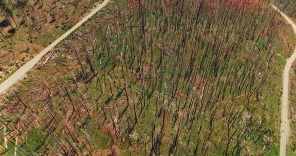 가지가 많이있는 소나무 나무에서 건조한 화창한 풍경을 통해가는 — 비디오