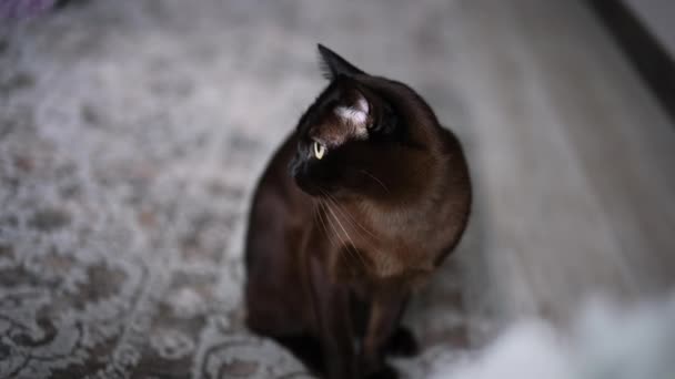 카펫에 빛나는 가정용 고양이 사랑스러운 고양이는 그것의 눈으로 카메라를보고 — 비디오