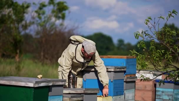 Arı Kovanında Çalışan Yetişkin Bir Arıcı Arıcı Tüm Çerçeveleri Çıkarıp — Stok video