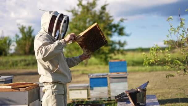 Imker Speziellem Outfit Betrachtet Einen Mit Bienen Bedeckten Vollrahmen Der — Stockvideo