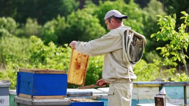 Egyenruhás Méhész Méhészetnél Áll Ecsetet Használ Hogy Megszabaduljon Méhektől Kereten — Stock videók