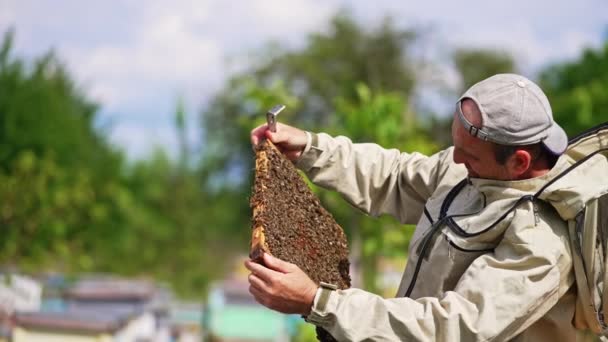 Férfi Méhész Méhekkel Bevont Keretre Koncentrált Specialista Ellenőrzi Keretet Beteszi — Stock videók