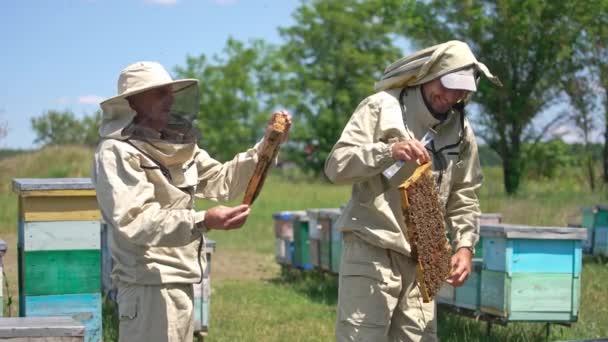 Два Пчеловода Держат Рамы Покрытые Пчелами Апиаристы Проверяют Рамы Помещают — стоковое видео
