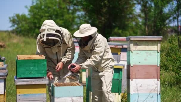 養蜂家の一人は 蜂を落ち着かせるために喫煙者を使用しています 他のアペルニストは ハイブからフレームを抽出するために金属ツールを適用します — ストック動画