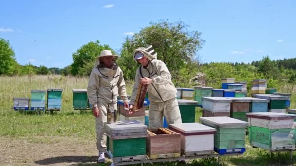 Zkontrolujte Včelín Venkově Slunečného Letního Dne Pár Včelařů Zkoumá Záběry — Stock video