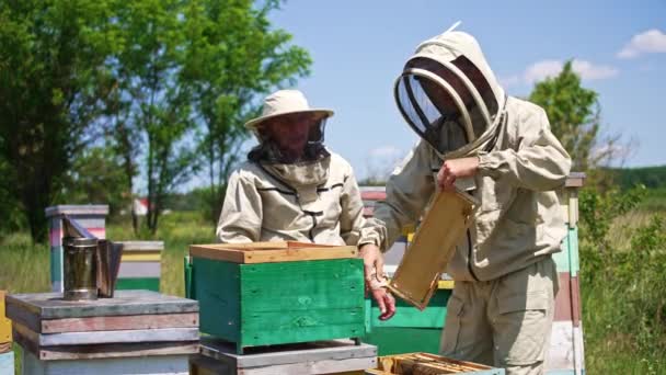Pszczelarz Otrząsa Pszczoły Długim Pędzlem Pszczelarze Sprawdzają Nowe Puste Klatki — Wideo stockowe