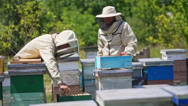 Dorosłych Pszczelarzy Badających Ramę Częściowo Pokrytą Pszczołami Rój Pszczół Latających — Wideo stockowe