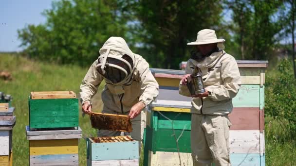 Опытные Пчеловоды Проверяют Пасеку Один Держит Курильщика Другой Стряхивает Пчел — стоковое видео