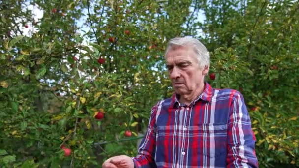 严肃的老人站在苹果树旁 农夫慢慢地从树枝上采摘成熟的红苹果 — 图库视频影像
