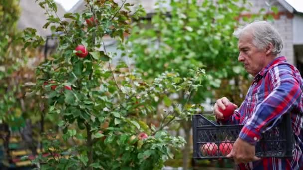 成年农民拿着一个盒子 在那里采摘红色的苹果 老人在自家的花园里收割庄稼 — 图库视频影像
