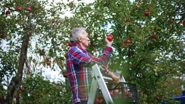 Starší Šedovlasý Muž Stojící Žebříku Svém Jablečném Sadu Farmář Sbírá — Stock video