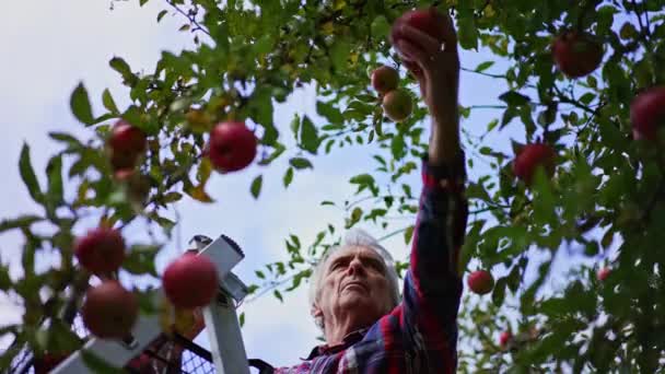 农夫捡起红苹果 试图爬上最高的树枝 人站在梯子上 顶上有一盒苹果 低角度视图 — 图库视频影像