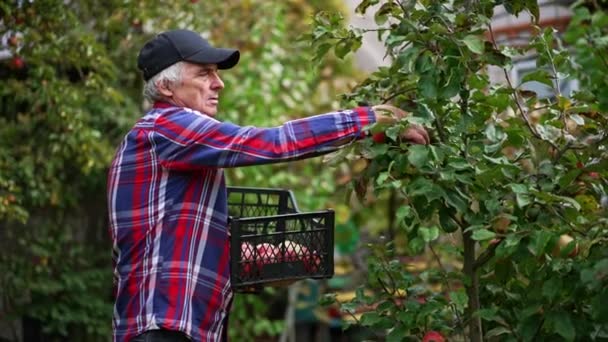 一个头戴黑色帽子 身穿格子衬衫的老人在采摘苹果 集中精神的农民把采摘的成熟水果放进手中的一个盒子里 — 图库视频影像
